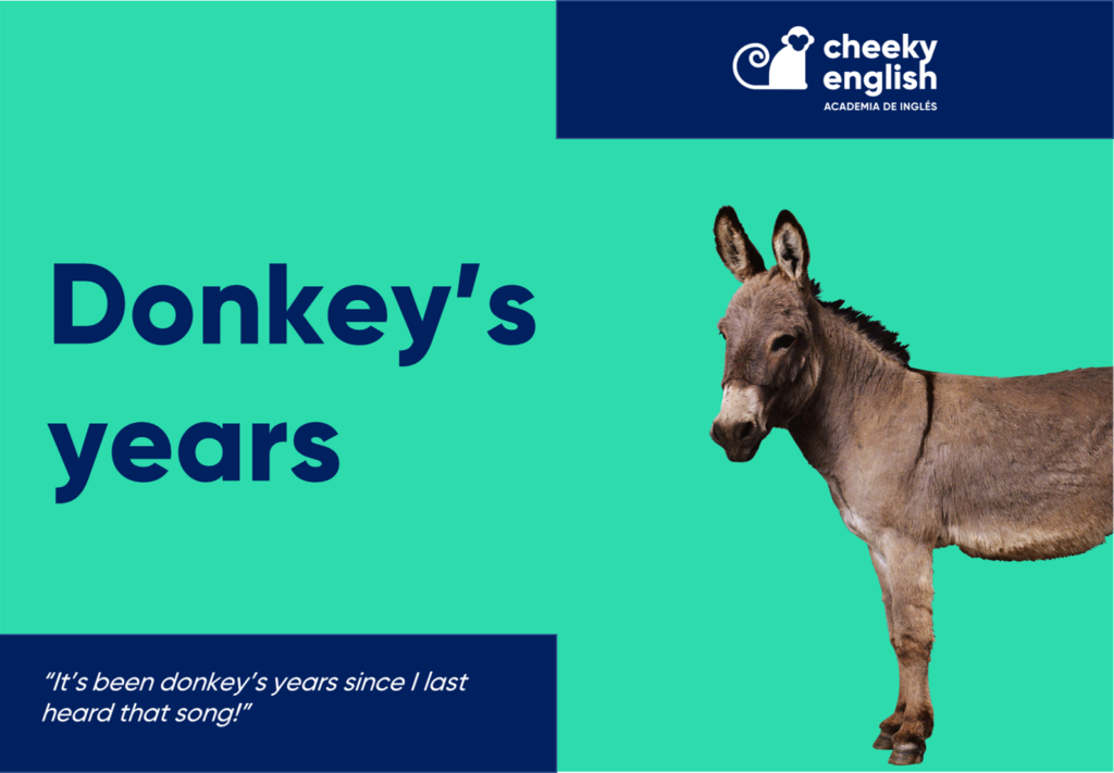 Academia de inglés en Murcia donkeys years